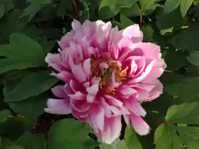 少林寺(埼玉県)