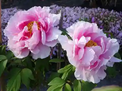 牡丹稲荷神社の自然