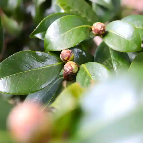 三津厳島神社(愛媛県)