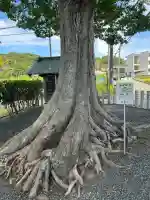 楠木神社(大阪府)