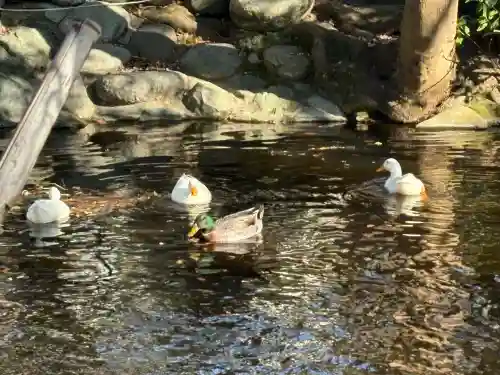 鶴峯山稲荷社（平塚八幡宮境内社）の{uncategorized: "未分類", other: "その他", undefined: "問題あり", building: "その他建物", grave: "お墓", sacred_gate: "鳥居", guardian: "狛犬", statue: "像", buddha: "仏像", history: "歴史", nature: "自然", garden: "庭園", animal: "動物", pagoda: "塔", temizu: "手水舎", mountain_gate: "山門・神門", sanctuary: "本殿・本堂", subordinate: "末社・摂社", art: "芸術", scenery: "景色", jizo: "地蔵", ema: "絵馬", goshuin: "御朱印", omikuji: "おみくじ", items: "授与品その他", amulet: "お守り", goshuincho: "御朱印帳", eats: "食事", festival: "お祭り", votive_dance: "神楽", shichigosan: "七五三参", wedding: "結婚式", experience: "体験その他", initially: "初詣", around: "周辺", anti_infection: "感染症対策"}