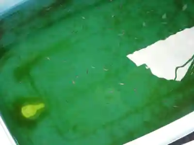 伊勢原 法泉寺の動物