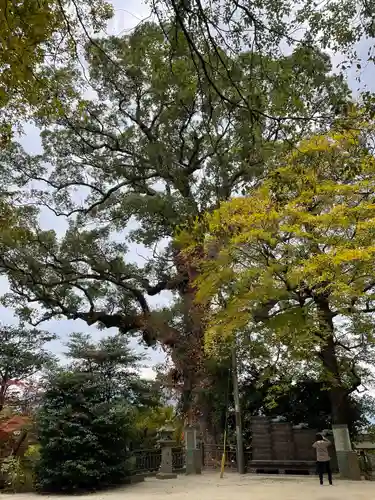 恵蘇八幡宮の自然