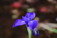 鹿島大神宮の自然