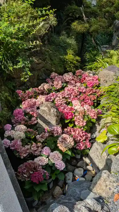 岡寺(龍蓋寺)(奈良県)