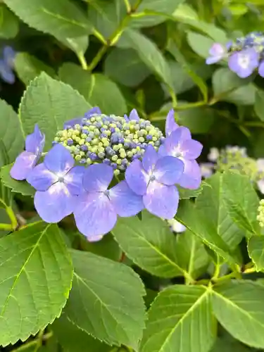高幡不動尊　金剛寺(東京都)