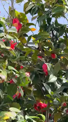 妙見寺の{uncategorized: "未分類", other: "その他", undefined: "問題あり", building: "その他建物", grave: "お墓", sacred_gate: "鳥居", guardian: "狛犬", statue: "像", buddha: "仏像", history: "歴史", nature: "自然", garden: "庭園", animal: "動物", pagoda: "塔", temizu: "手水舎", mountain_gate: "山門・神門", sanctuary: "本殿・本堂", subordinate: "末社・摂社", art: "芸術", scenery: "景色", jizo: "地蔵", ema: "絵馬", goshuin: "御朱印", omikuji: "おみくじ", items: "授与品その他", amulet: "お守り", goshuincho: "御朱印帳", eats: "食事", festival: "お祭り", votive_dance: "神楽", shichigosan: "七五三参", wedding: "結婚式", experience: "体験その他", initially: "初詣", around: "周辺", anti_infection: "感染症対策"}
