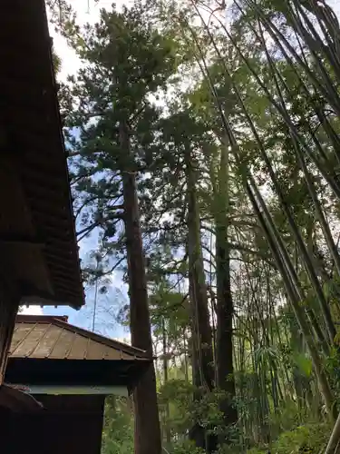 熊野神社の自然