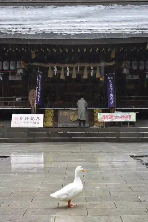 平塚八幡宮の動物