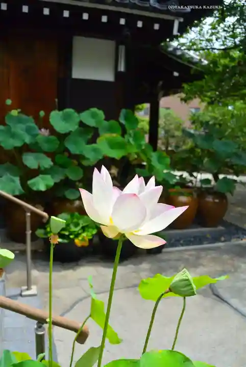 泥牛庵(神奈川県)