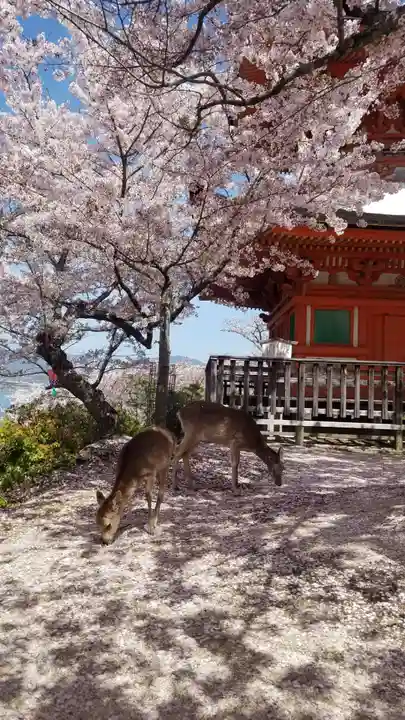 厳島神社の動物