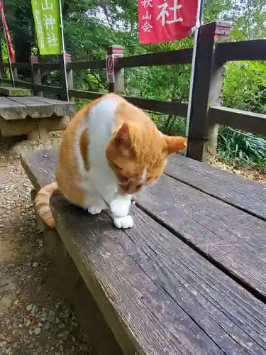 唐澤山神社の動物
