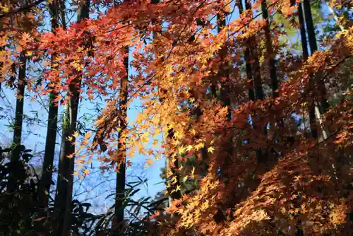 田村神社の自然