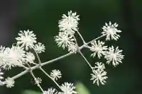 三春大神宮の自然