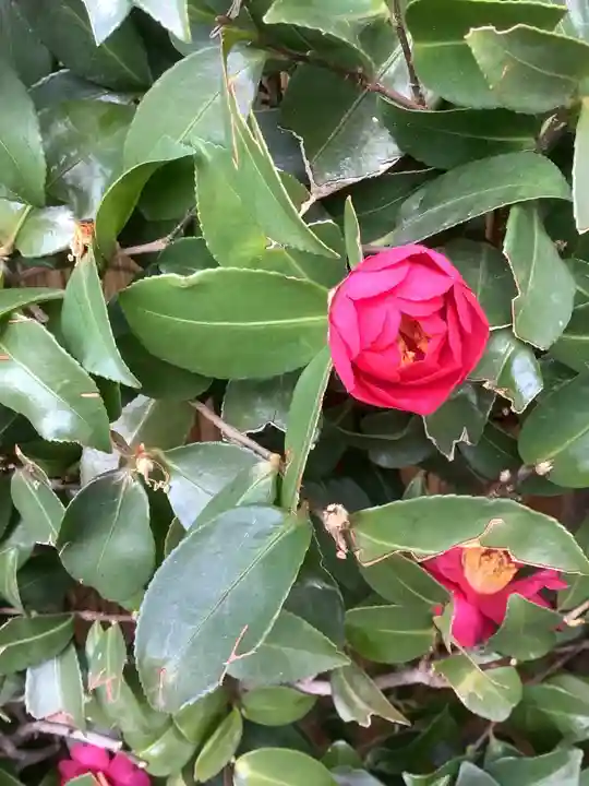 尾張猿田彦神社の自然