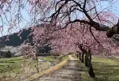 朝倉神社の自然