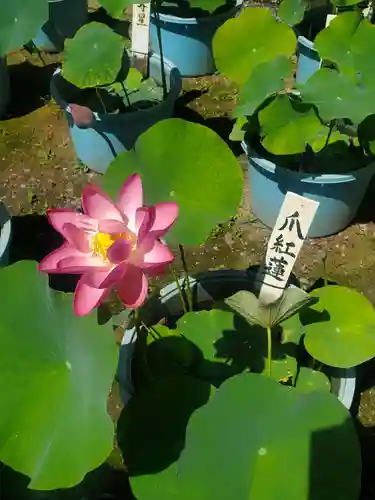 善導寺(福島県)