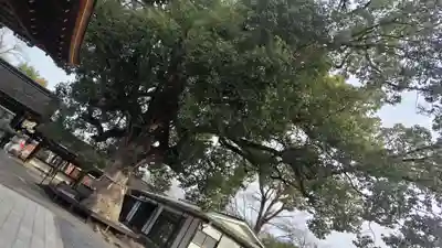 平野神社(京都府)