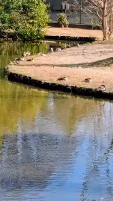 菊田神社の動物