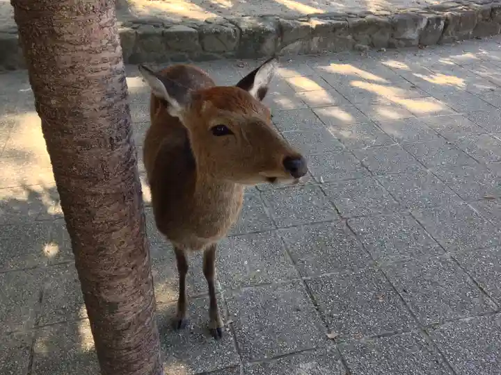 厳島神社(広島県)