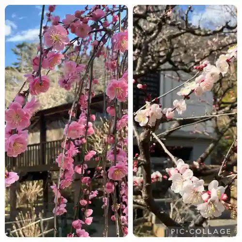 本土寺(千葉県)