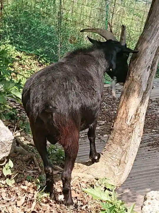 賀茂別雷神社の動物