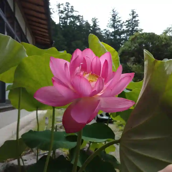 日蓮宗 総本山 塔頭 定林坊(じょうりんぼう)の自然