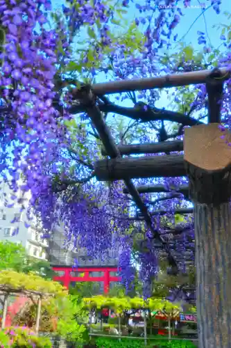 亀戸天神社(東京都)