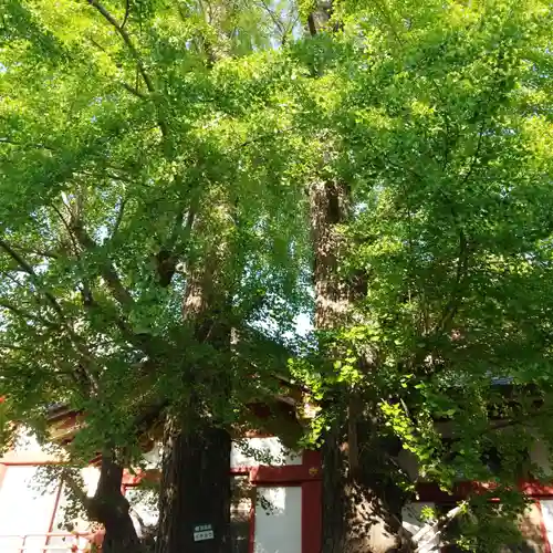 香取神社の自然