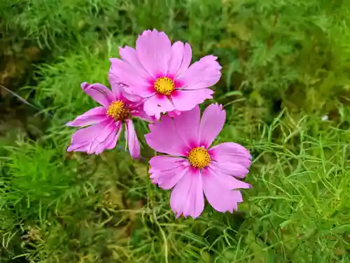般若寺 ❁﻿コスモス寺❁の自然