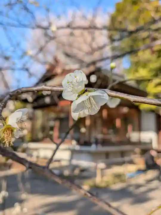 鳩森八幡神社(東京都)