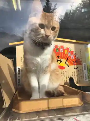 相内神社の動物
