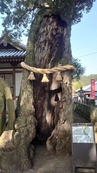 八幡竃門神社の自然