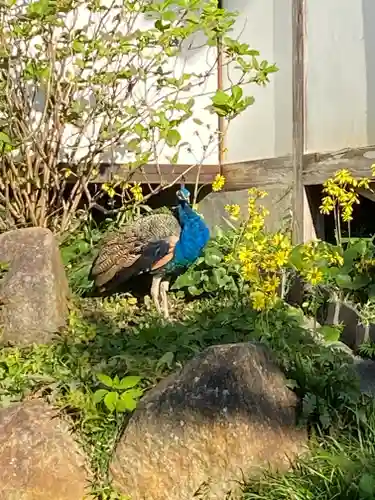 楽法寺（雨引観音）の動物
