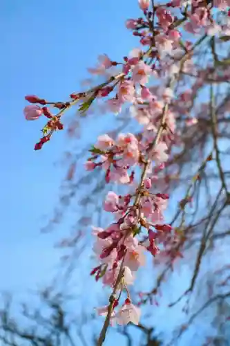 天麟院の自然