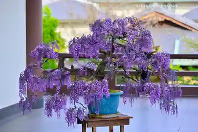 西新井大師総持寺(東京都)