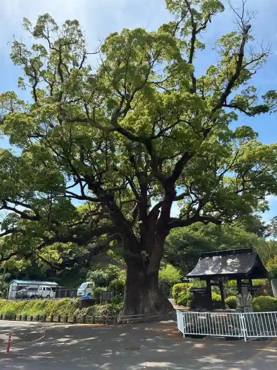 安楽寺の{uncategorized: "未分類", other: "その他", undefined: "問題あり", building: "その他建物", grave: "お墓", sacred_gate: "鳥居", guardian: "狛犬", statue: "像", buddha: "仏像", history: "歴史", nature: "自然", garden: "庭園", animal: "動物", pagoda: "塔", temizu: "手水舎", mountain_gate: "山門・神門", sanctuary: "本殿・本堂", subordinate: "末社・摂社", art: "芸術", scenery: "景色", jizo: "地蔵", ema: "絵馬", goshuin: "御朱印", omikuji: "おみくじ", items: "授与品その他", amulet: "お守り", goshuincho: "御朱印帳", eats: "食事", festival: "お祭り", votive_dance: "神楽", shichigosan: "七五三参", wedding: "結婚式", experience: "体験その他", initially: "初詣", around: "周辺", anti_infection: "感染症対策"}