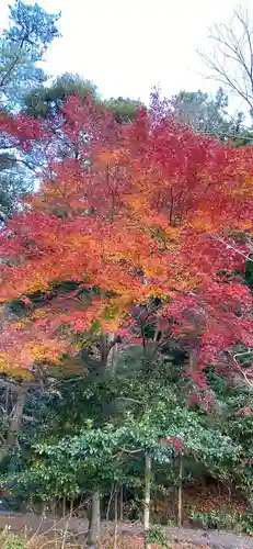 伊勢神宮内宮（皇大神宮）の自然