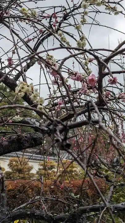 正法寺(京都府)