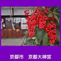 京都大神宮の自然