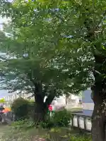 山王神社の{uncategorized: "未分類", other: "その他", undefined: "問題あり", building: "その他建物", grave: "お墓", sacred_gate: "鳥居", guardian: "狛犬", statue: "像", buddha: "仏像", history: "歴史", nature: "自然", garden: "庭園", animal: "動物", pagoda: "塔", temizu: "手水舎", mountain_gate: "山門・神門", sanctuary: "本殿・本堂", subordinate: "末社・摂社", art: "芸術", scenery: "景色", jizo: "地蔵", ema: "絵馬", goshuin: "御朱印", omikuji: "おみくじ", items: "授与品その他", amulet: "お守り", goshuincho: "御朱印帳", eats: "食事", festival: "お祭り", votive_dance: "神楽", shichigosan: "七五三参", wedding: "結婚式", experience: "体験その他", initially: "初詣", around: "周辺", anti_infection: "感染症対策"}