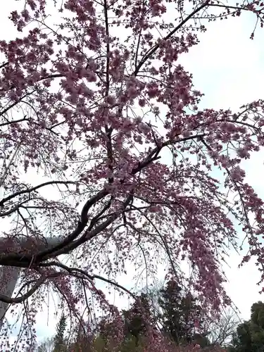 櫻木神社の自然