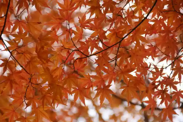 國祖神社の自然