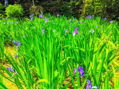 無量寿寺の自然