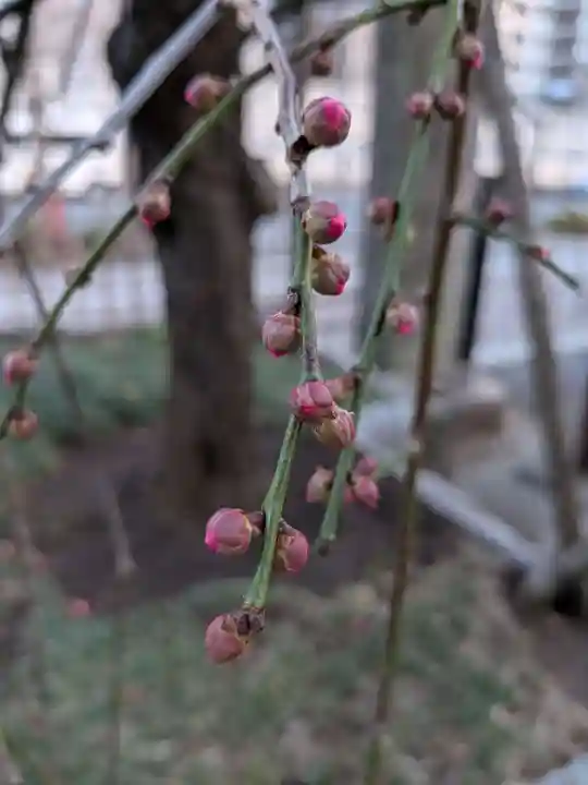 成願寺(東京都)