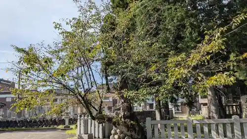 五十橿神社の自然