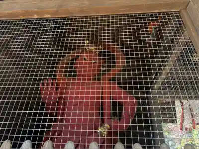 岩殿山安楽寺（吉見観音）(埼玉県)