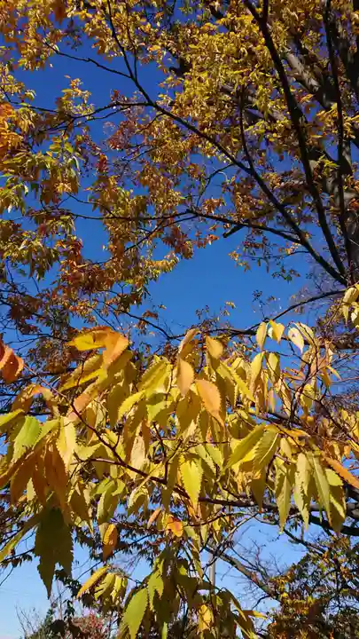 武蔵第六天神社の自然