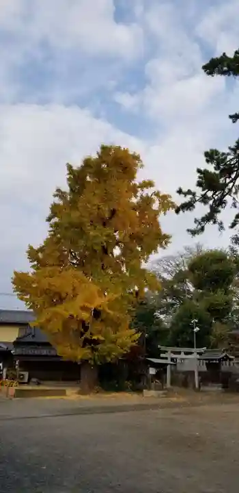 大曽根八幡神社の自然