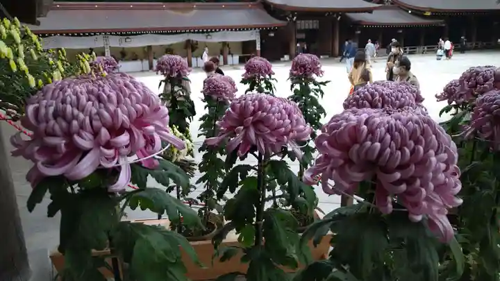 明治神宮の自然